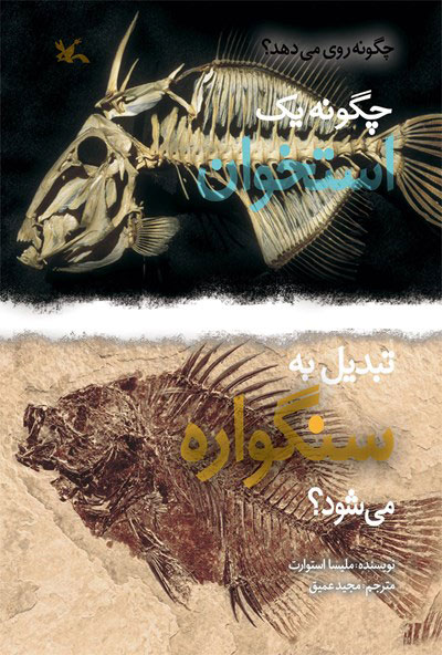 پایانه - چگونه یک استخوان تبدیل به سنگواره می شود؟