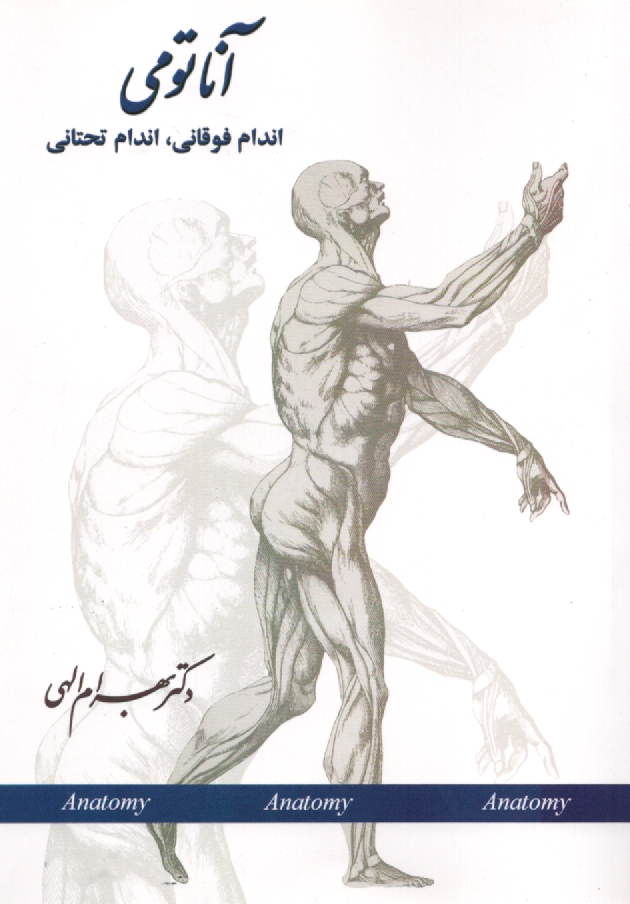 پایانه - آناتومی اندام فوقانی، اندام تحتانی