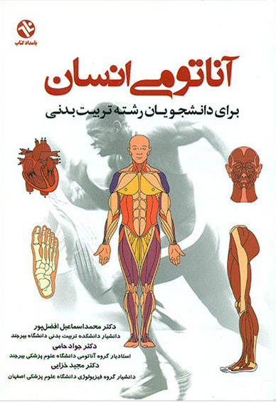 پایانه - آناتومی انسان