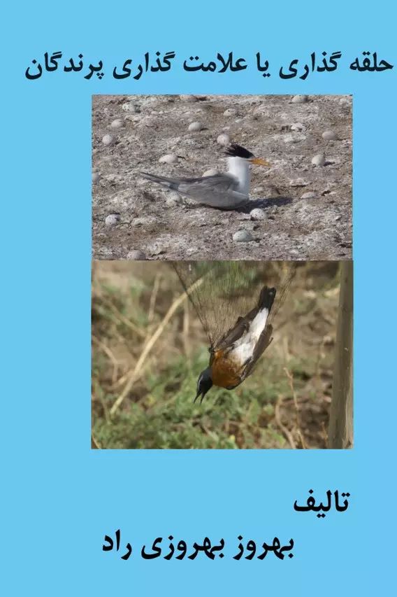 پایانه - حلقه گذاری یا علامت گذاری پرندگان