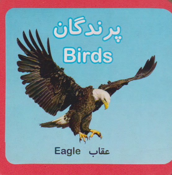 پایانه - پرندگان