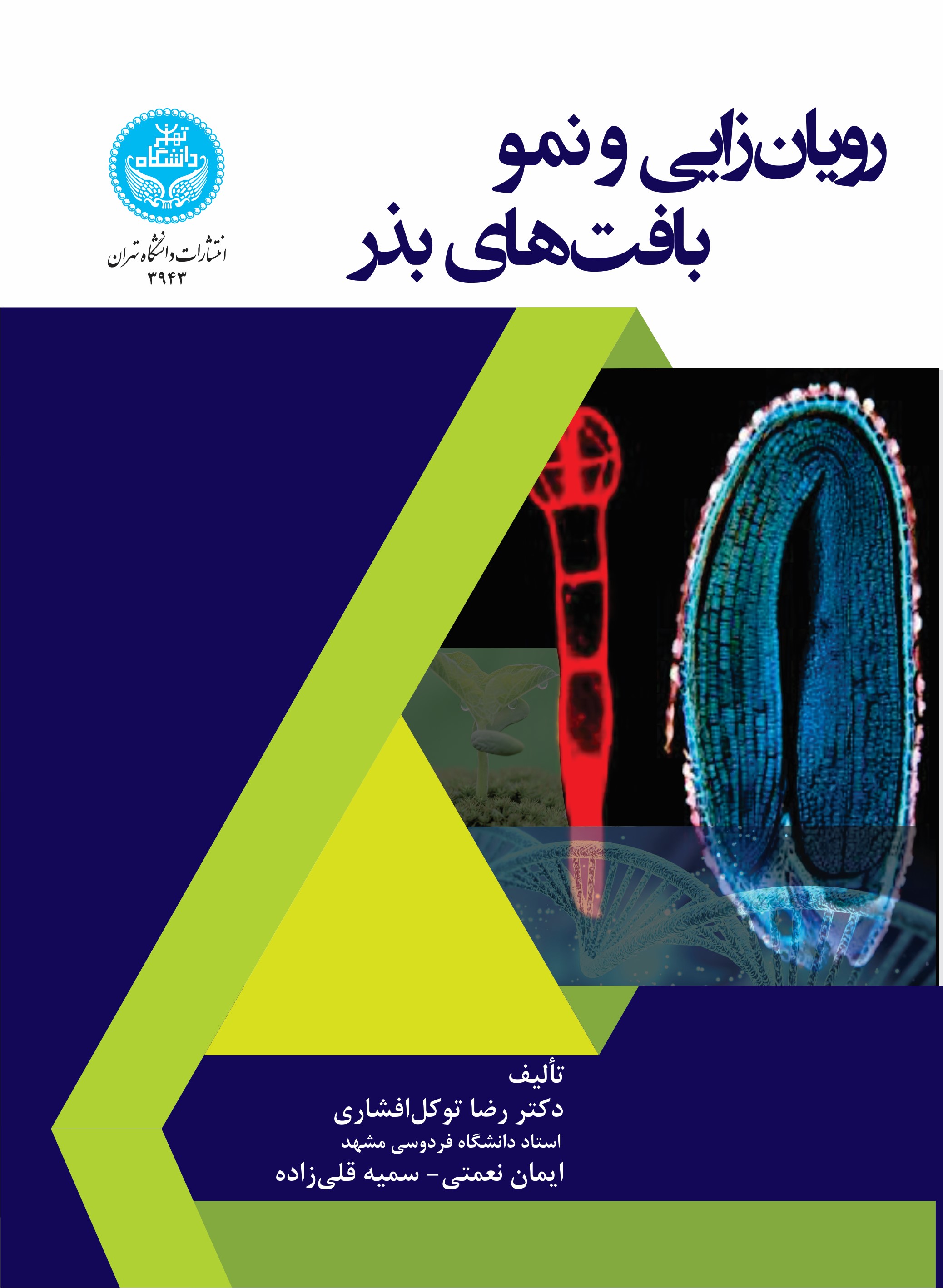 پایانه - رویان زایی و نمو بافت های بذر