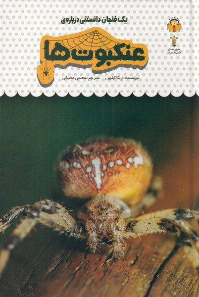 پایانه - یک فنجان دانستنی درباره ی عنکبوت ها