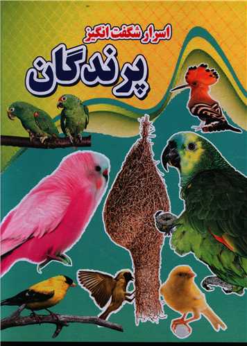 پایانه - اسرار شگفت انگیز پرندگان