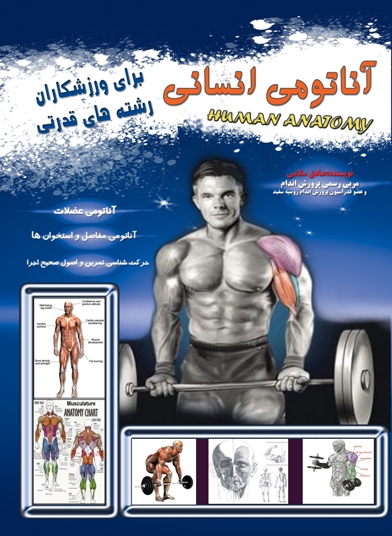 پایانه - آناتومی انسانی